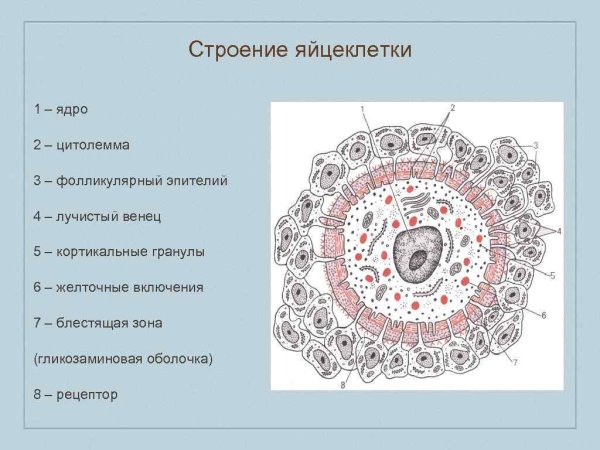 Строение яйцеклетки человека схема