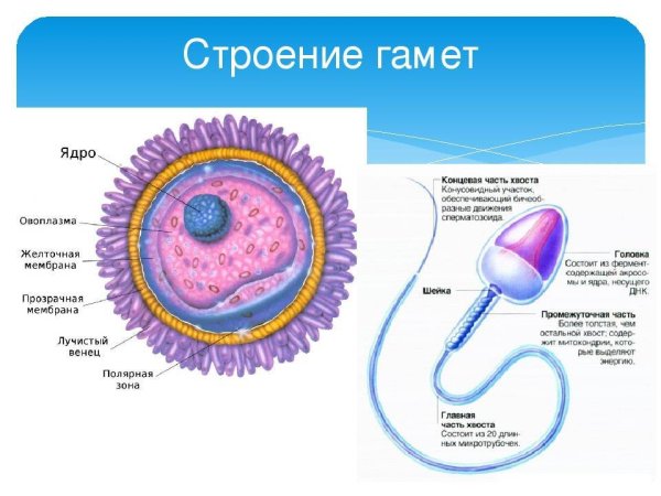 Строение половых клеток яйцеклетка