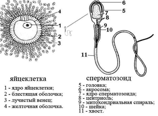 Строение яйцеклетки и спермия у человека