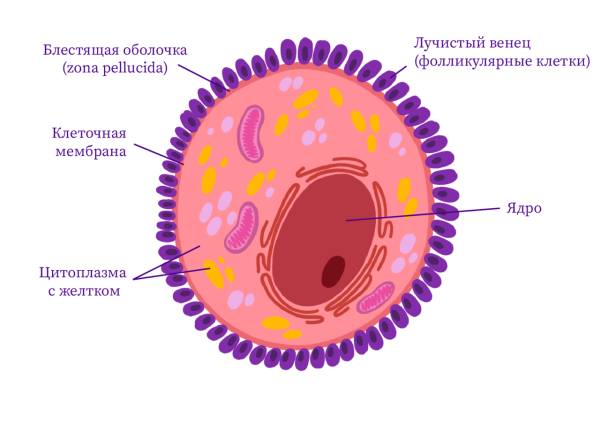 Яйцеклетка строение митохондрии