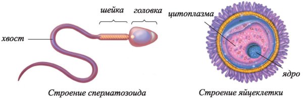 Строение яйцеклетки и спермия