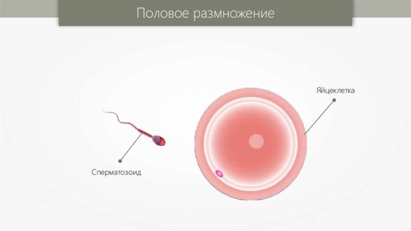 Половое размножение яйцеклетка