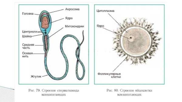 Строение половой клетки млекопитающих