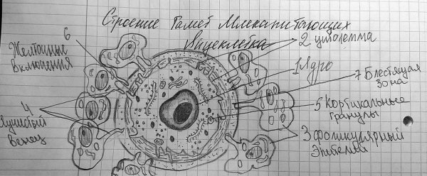 Органоиды яйцеклетки