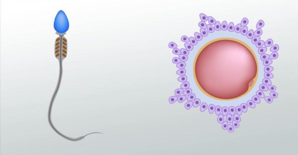 Строение сперматозоида и яйцеклетки биология