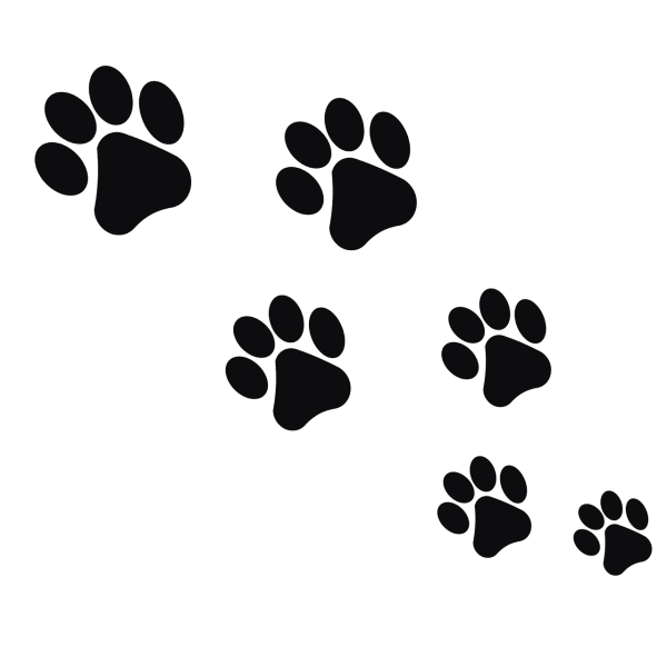 Кошачьи следы