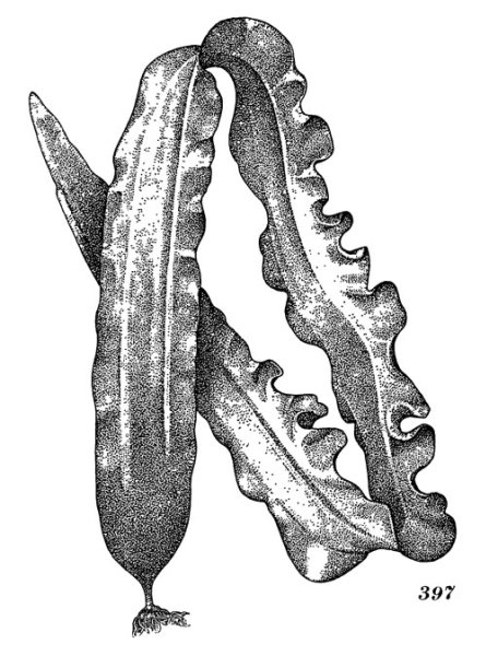 Водоросли ламинария рисунок