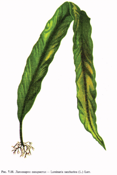 Ламинария сахаристая слоевище
