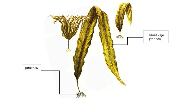 Бурые водоросли ламинария