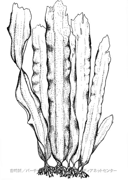 Ламинария сахарная ГФ