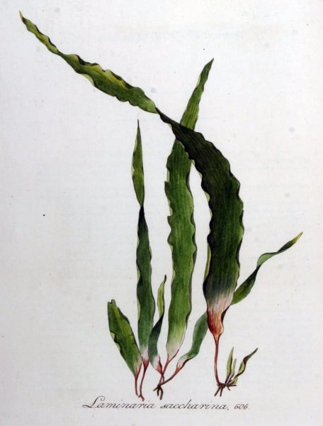 Водоросли ламинария