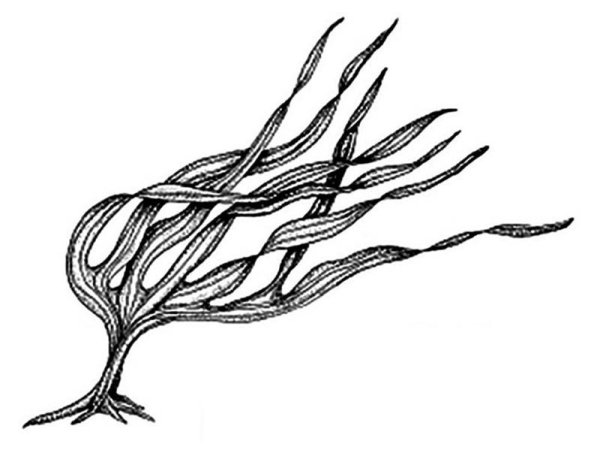 Ламинария пальчаторассеченная