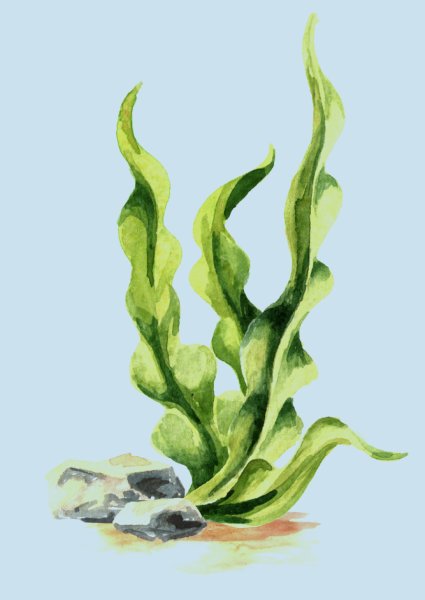 Акварель водоросли ламинарии