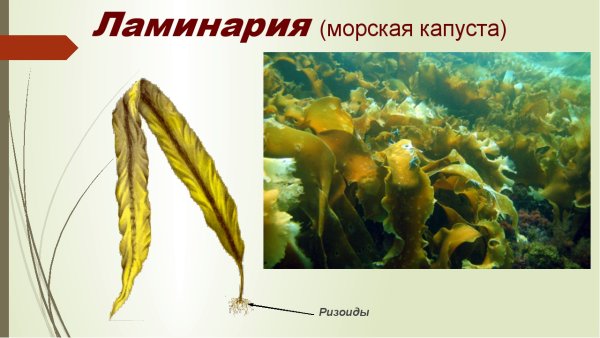 Бурые водоросли ламинария морская капуста