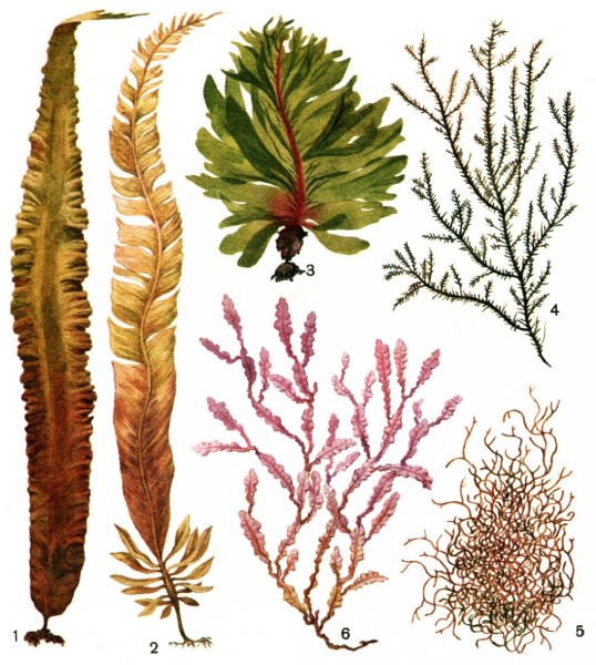 Таллом бурой водоросли