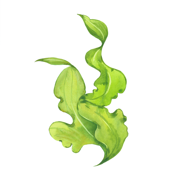 Морские водоросли акварель