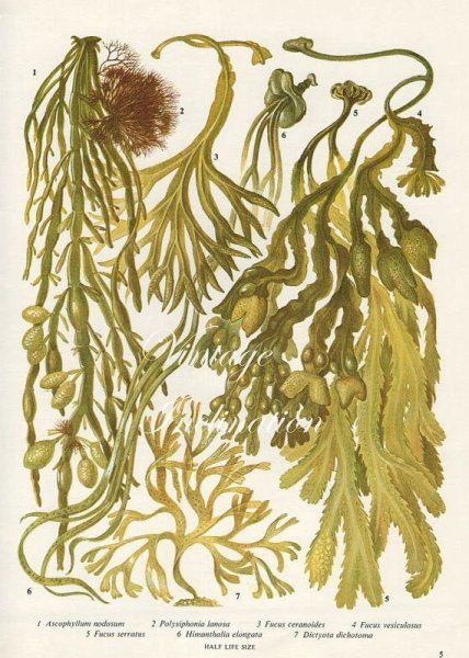 Ламинария сахарная гербарий