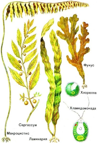 Многоклеточные бурые водоросли