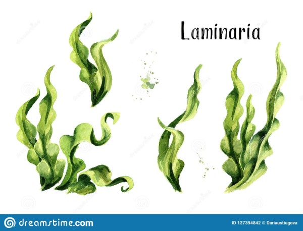 Seaweed algae Laminaria