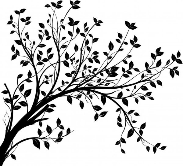 Ветка дерева