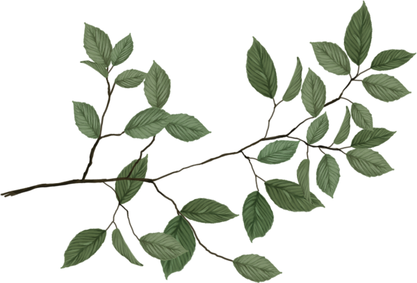 Ветка дерева с листьями