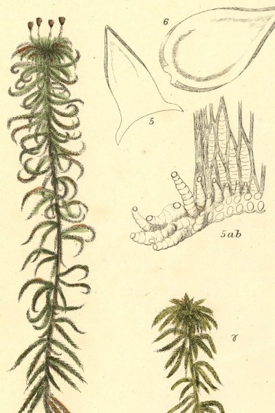 Мох сфагнум гербарий