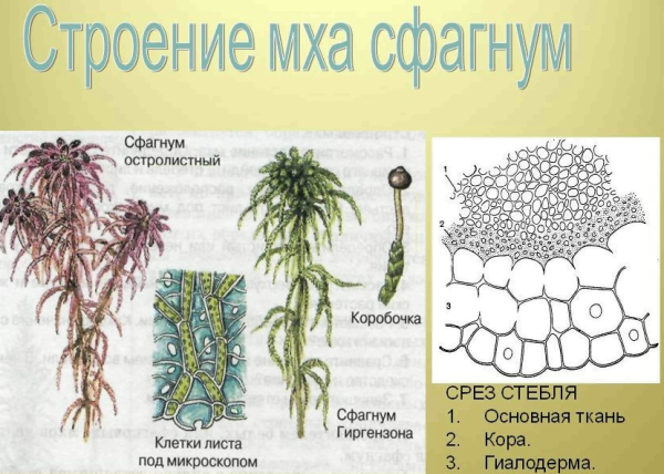 Торфяной мох сфагнум строение