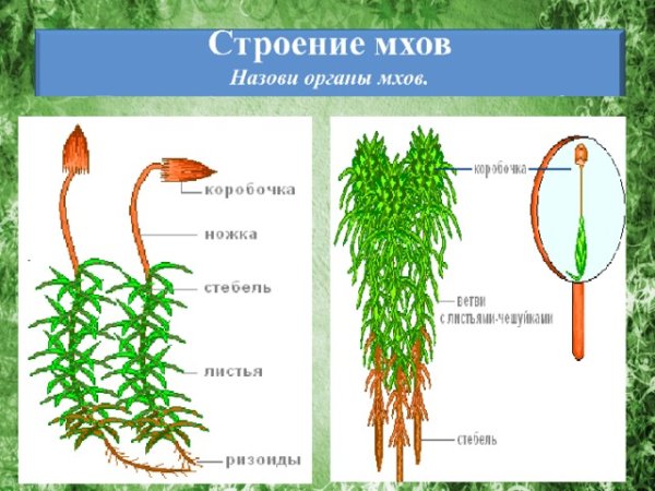 Строение мха Кукушкин лен рисунок