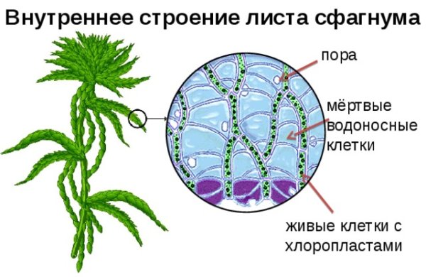 Строение листа мха сфагнума