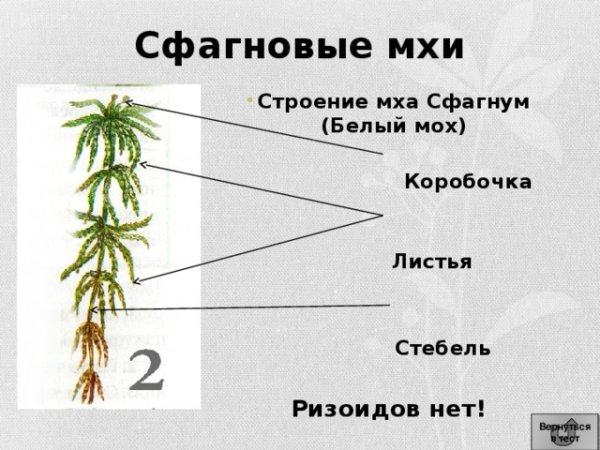 Строение мха сфагнума схема