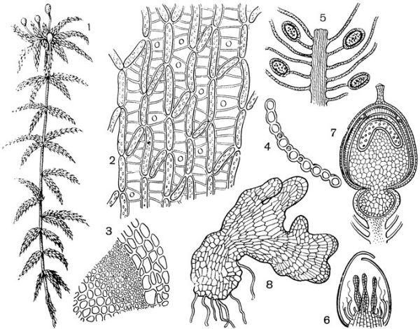 Спорогоний сфагнума