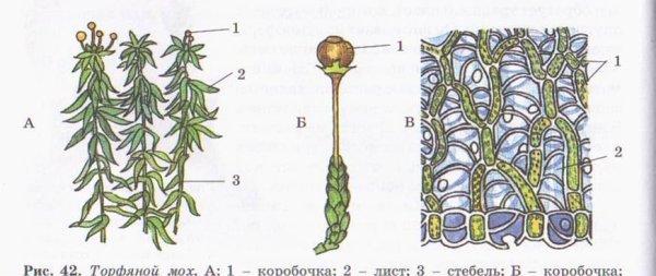 Строение мха сфагнума