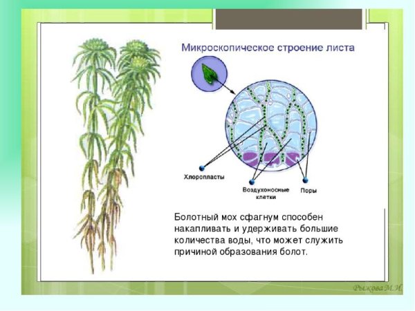 Строение листа мха сфагнума