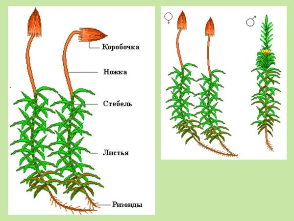 Строение мха Кукушкин лен рисунок