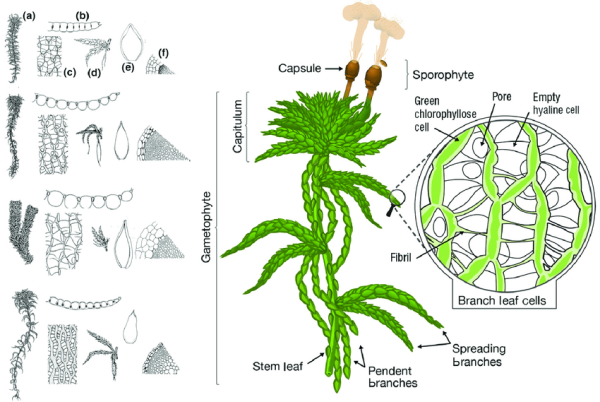 Сфагнум схема строения