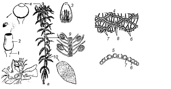 Торфяной мох сфагнум строение