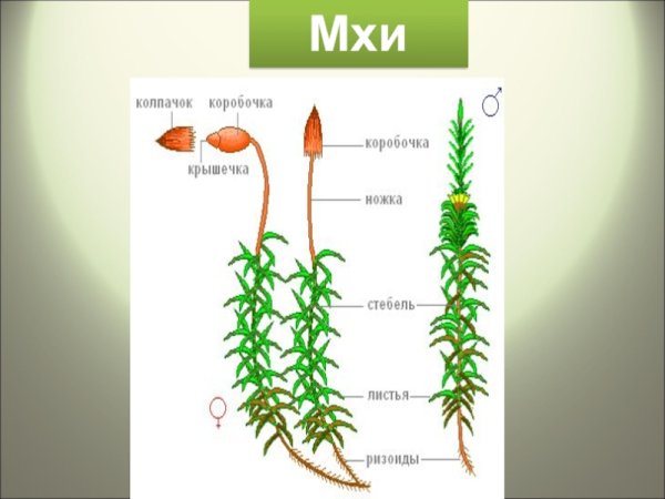 Строение мха Кукушкин лен