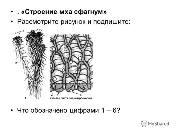 Строение мха сфагнума