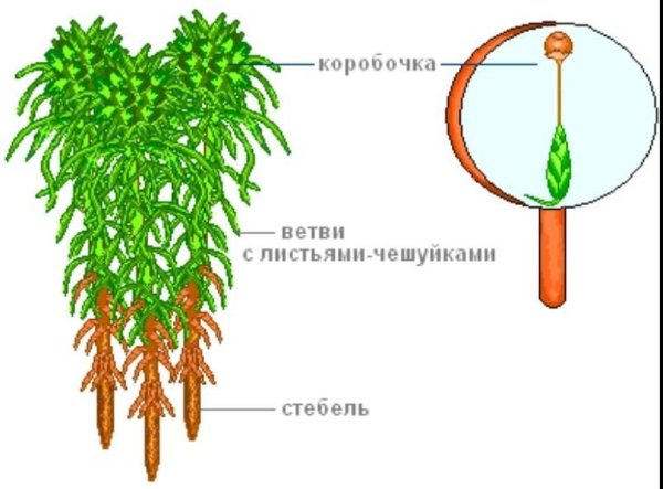 Белый мох сфагнум строение