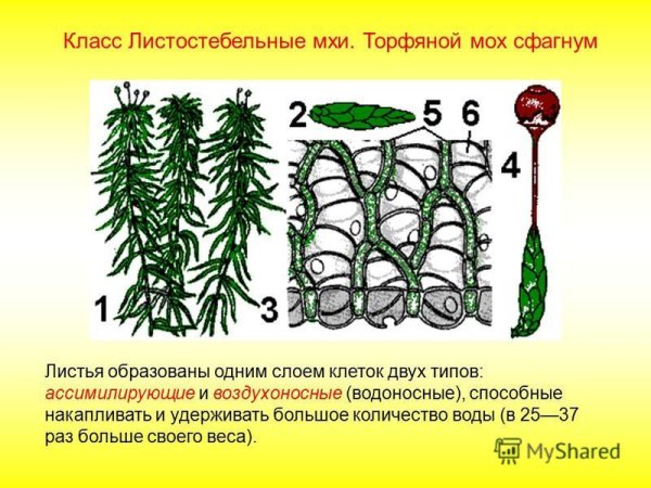 Мох сфагнум строение рисунок