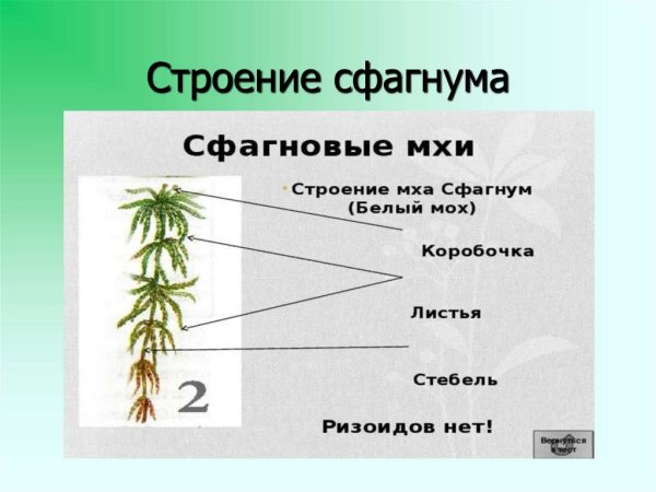 Строение гаметофита сфагнума