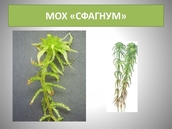 Сфагнум береговой