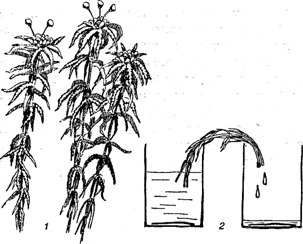 Сфагнум ботаника