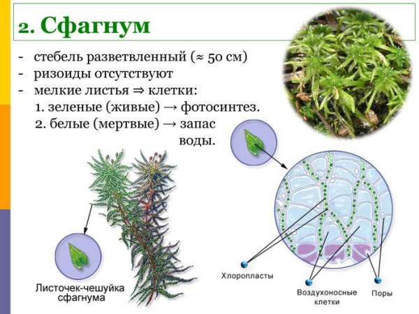 Мох сфагнум стебель