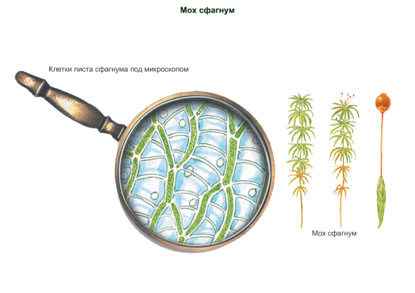 Строение листа мха сфагнума