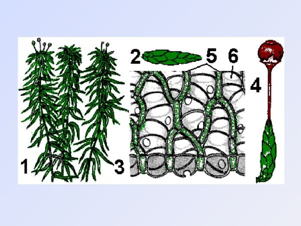 Спорангии мха сфагнума