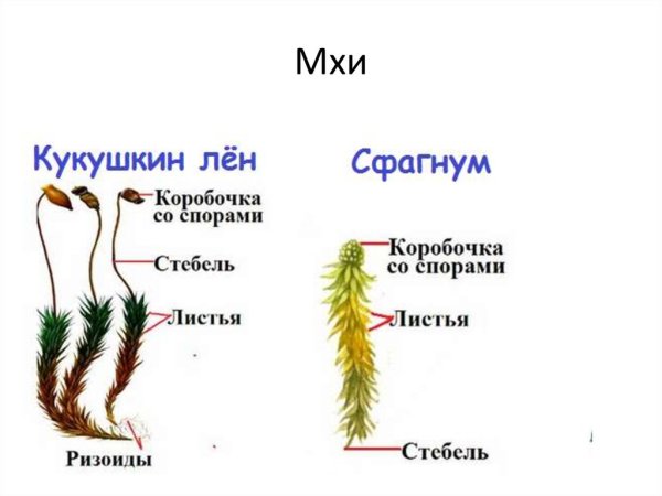 Листостебельные мхи Кукушкин лен