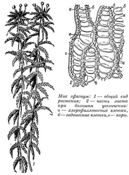 Торфяной мох сфагнум строение