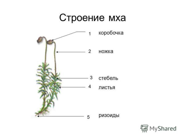 Внешнее строение кукушкиного льна