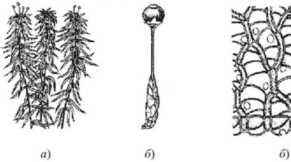 Кукушкин лен клетки листа